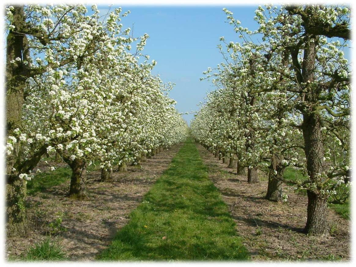 Fruitbedrijf Stek Villa Kedichem Buitenkant foto